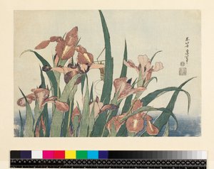 アイリスとバッタ、パブ。西村栄柔道、1832年頃（横絵-横組み、カラー木版画） 作： Katsushika Hokusai