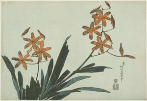 無題の花のシリーズからのオレンジ色の蘭