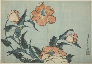 無題の花のシリーズからのケシ 作： Katsushika Hokusai