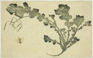『北斎写実画譜』より ハチとカブの茎