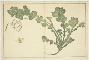『北斎写実画譜』より ハチとカブの茎 作： Katsushika Hokusai