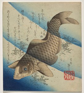 海苔の中を泳ぐ鯉