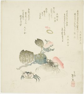椿の水しぶきで二匹のカニ 作： Katsushika Taito II