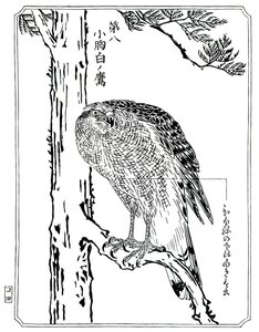 鷹、1898年。 作： Kawanabe Kyosai