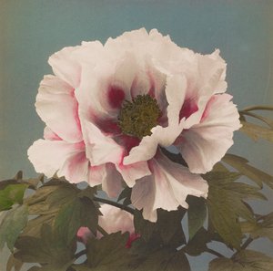 木 パオニー 作： Kazumasa Ogawa