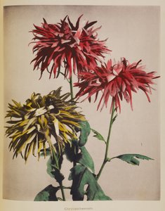 菊の花 作： Kazumasa Ogawa