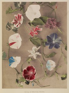 朝顔の群生 作： Kazumasa Ogawa