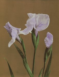 アイリスケンファー、1896年（手塗りのコロタイプ）
