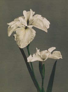アイリスケンフェリ、1896年（手描きのコロタイプ） 作： Kazumasa Ogawa