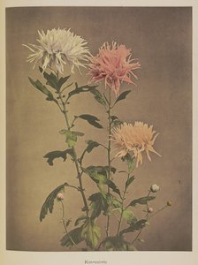 錦水楼 作： Kazumasa Ogawa