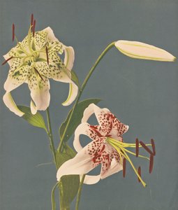 ユリ、1897年（手彩色コロタイプ）