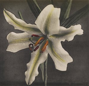 リリー、1896年（手彩色コロタイプ） 作： Kazumasa Ogawa
