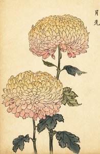 ハイブリッドゴールドとピンクのポンポン菊、1893年（彫刻） 作： Keika Hasegawa