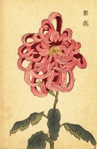 ハイブリッドピンクと深紅の菊、1893年（彫刻） 作： Keika Hasegawa