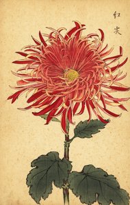 ハイブリッドピンクと深紅の菊、1893年（彫刻） 作： Keika Hasegawa