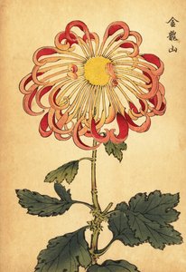 ハイブリッド ピンク カール スプーン菊、1893 年 (彫刻) 作： Keika Hasegawa