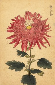 ハイブリッド ピンク クイル キク、1893 年 (彫刻) 作： Keika Hasegawa