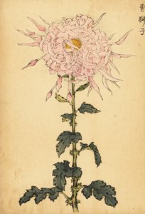 ハイブリッド ピンク スパイダー キク、1893 年 (彫刻) 作： Keika Hasegawa