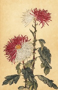 紫と白のハイブリッド クイル キク、1893 年 (彫刻) 作： Keika Hasegawa