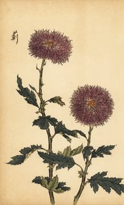 雑種紫菊、1893年（彫刻） 作： Keika Hasegawa