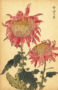 ハイブリッド サーモン ピンク キク、1893 年 (彫刻) 作： Keika Hasegawa