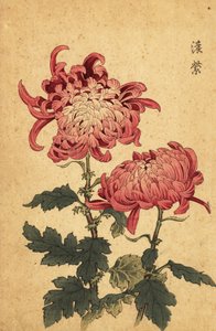 ハイブリッド サーモン ピンク キク、1893 年 (彫刻) 作： Keika Hasegawa