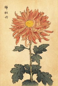 ハイブリッド サーモン ピンク キク、1893 年 (彫刻) 作： Keika Hasegawa