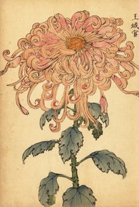 カールした花びらを持つハイブリッドサーモンピンクの菊., 1893 (彫刻) 作： Keika Hasegawa