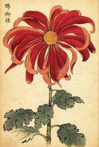 緋色とピンク色の菊の交配、1893年（彫刻） 作： Keika Hasegawa
