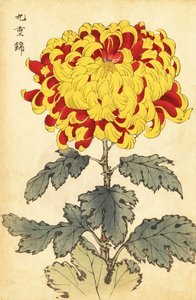 ハイブリッド緋色と黄色の菊、1893年（彫刻） 作： Keika Hasegawa