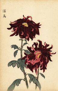 混成斑入りの深紅とピンクの菊、1893年（彫刻） 作： Keika Hasegawa