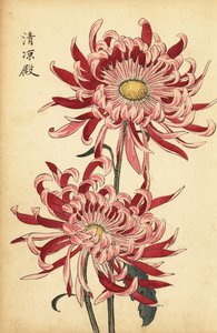 雑種のピンクと緋色のクモの菊、1893年（彫刻） 作： Keika Hasegawa