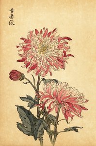 雑種の白とピンクの菊、1893年（彫刻） 作： Keika Hasegawa