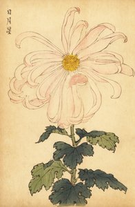 白とピンクのハイブリッド菊、1893年（彫刻） 作： Keika Hasegawa