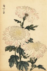白とピンクのハイブリッド菊、1893年（彫刻） 作： Keika Hasegawa