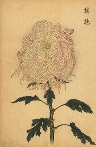 白とピンクのハイブリッド クイル キク、1893 年 (彫刻) 作： Keika Hasegawa