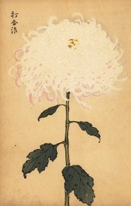 交配白菊、1893年（彫刻） 作： Keika Hasegawa