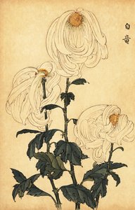 交配白菊、1893年（彫刻） 作： Keika Hasegawa
