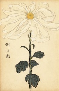 交配白菊、1893年（彫刻） 作： Keika Hasegawa