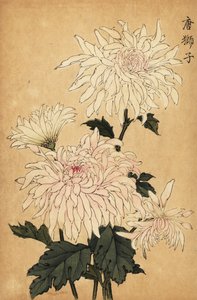 ハイブリッド白菊、キク属。 、1893年（彫刻） 作： Keika Hasegawa