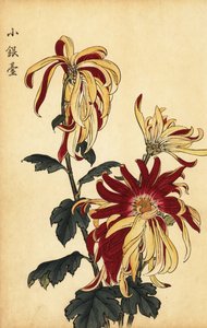 黄色と真紅のハイブリッド キク、1893 年 (彫刻) 作： Keika Hasegawa