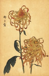 黄色とオレンジ色のハイブリッド クモ菊、1893 年 (彫刻) 作： Keika Hasegawa