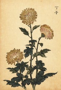 ハイブリッド イエロー キク、1893 年 (彫刻) 作： Keika Hasegawa