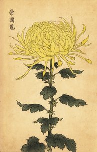 ハイブリッド イエロー キク、1893 年 (彫刻) 作： Keika Hasegawa