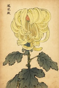 雑種黄色の内反菊、1893年（彫刻） 作： Keika Hasegawa
