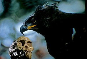 250万年前、現代のアフリカの王冠をイメージしたタウンの子供の頭蓋骨、2008年（写真）。 作： Kenneth Garrett