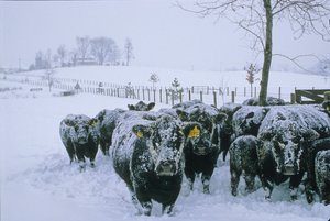 牛、バージニア州フォーキア郡、冬、雪、2006年（写真） 作： Kenneth Garrett