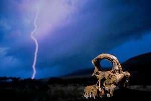 DOH; The First Steps, Broken Skull, STW 847, Lightning, High veld, Swartkrans, South Africa, 2008（写真） 作： Kenneth Garrett