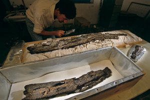 研究室で船の板材を検査するマシュー・アダムス博士（2005年、エジプト、アビドス産、杉ではなく広葉樹）（写真）。 作： Kenneth Garrett