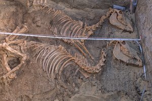 2005年、アビドス、王家の埋葬地に隣接する10頭のロバの遺体（写真）。